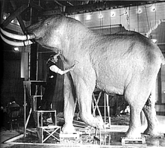 Akeley in 1914 working on an elephant.